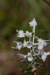 Snowy orchid